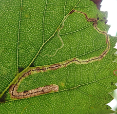 Stigmella confusella