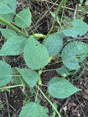 Neolasioptera boehmeriae