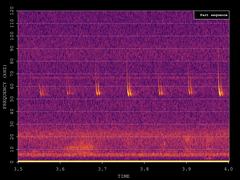 Pipistrellus pygmaeus