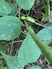 Neolasioptera boehmeriae