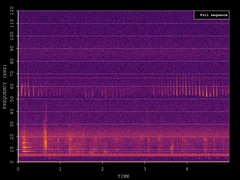 Pipistrellus pygmaeus