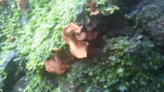 Fungi