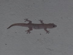 Hemidactylus mabouia