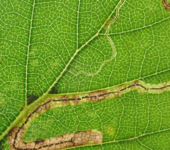 Stigmella confusella