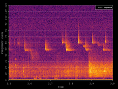 Pipistrellus pygmaeus