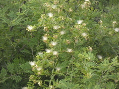 Capparis tomentosa
