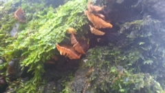Fungi