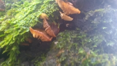 Fungi