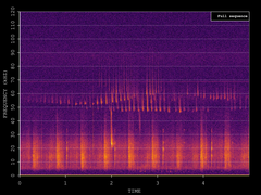 Pipistrellus pygmaeus