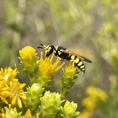 Philanthus ventilabris