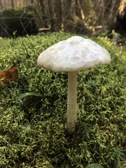 Agrocybe praecox
