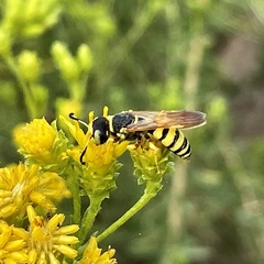 Philanthus ventilabris