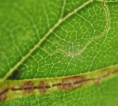 Stigmella confusella