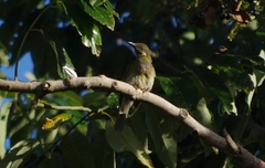 Foulehaio taviunensis