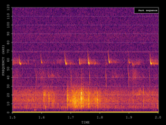 Pipistrellus pygmaeus