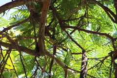 Cyanistes teneriffae teneriffae