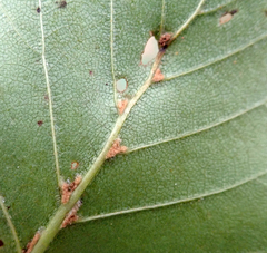 Eriophyes leionotus