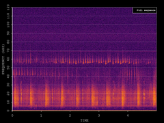 Pipistrellus pygmaeus