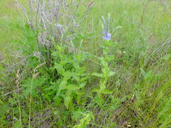 Veronica teucrium