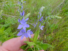 Veronica teucrium