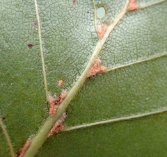 Eriophyes leionotus