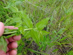 Veronica teucrium