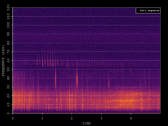 Pipistrellus pygmaeus