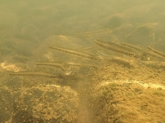 Erimystax dissimilis