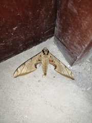 Protambulyx strigilis