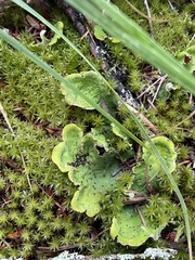 Peltigera aphthosa
