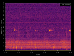 Pipistrellus pygmaeus