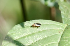 Disonycha glabrata