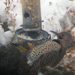 Colaptes auratus luteus