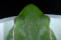 Green Treefrog photo 3