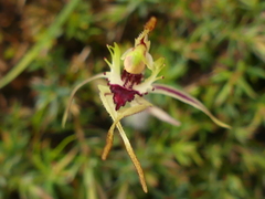 Caladenia parva