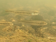 Erimystax dissimilis