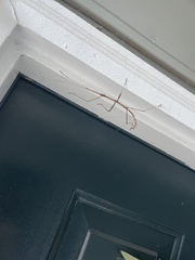 Phasmatinae
