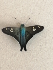 Eudamini