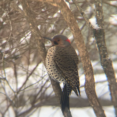 Colaptes auratus luteus