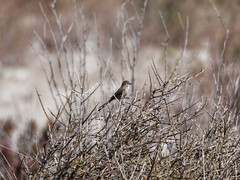Leptasthenura aegithaloides