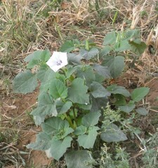 Datura discolor