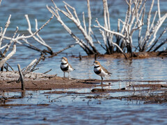 Charadrius falklandicus