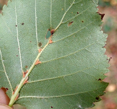 Eriophyes leionotus