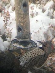 Colaptes auratus luteus