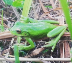 Dendropsophus molitor