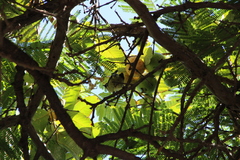 Cyanistes teneriffae teneriffae