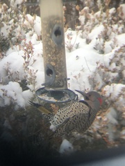 Colaptes auratus luteus