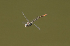 Stylurus plagiatus