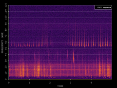 Pipistrellus pygmaeus