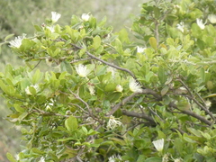 Capparis tomentosa